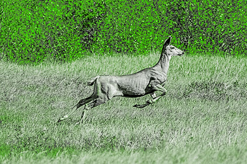 Leaping Mule Deer Running Across Grassland (Green Tone)