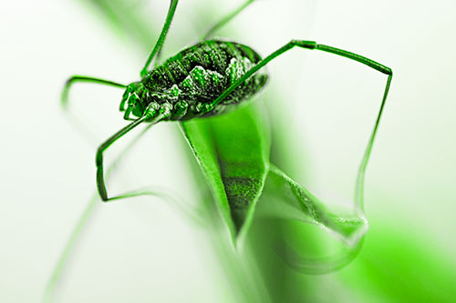 Leg Dangling Harvestmen Spider Sits Atop Leaf Petal (Green Tone Photo)