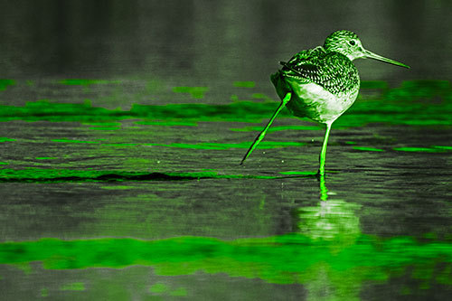 Leg Kicking Greater Yellowlegs Splashing Droplets (Green Tone Photo)