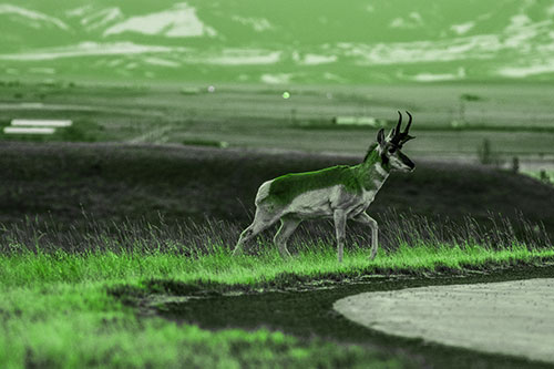 Lone Pronghorn Wanders Up Grassy Hillside (Green Tone Photo)