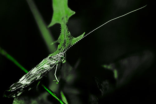 Long Antenna Leaf Blotch Miner Moth Sitting Atop Plant (Green Tone Photo)