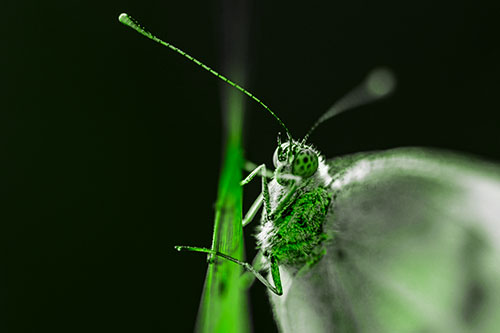 Long Antenna Wood White Butterfly Grasping Grass Blade (Green Tone Photo)
