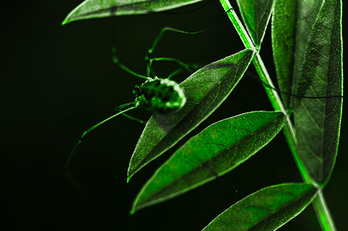 Long Legged Harvestmen Spider Clinging Onto Leaf Petal (Green Tone Photo)