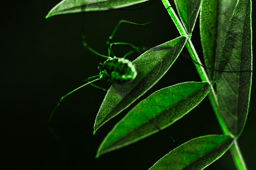 Long Legged Harvestmen Spider Clinging Onto Leaf Petal (Green Tone)