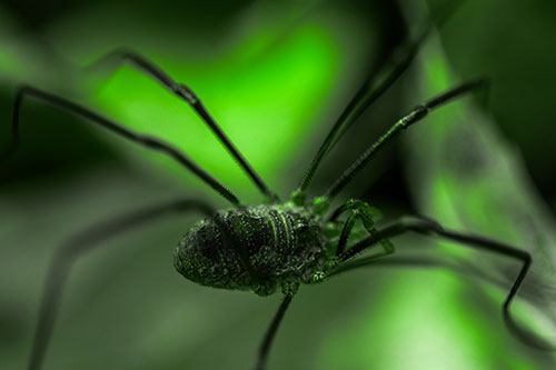 Long Legged Harvestmen Spider Crawling Over Leaf (Green Tone Photo)