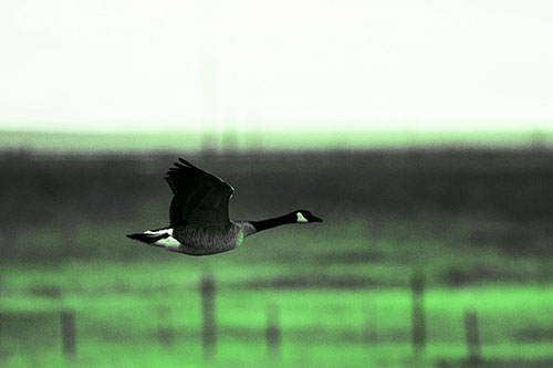 Low Flying Canadian Goose (Green Tone Photo)