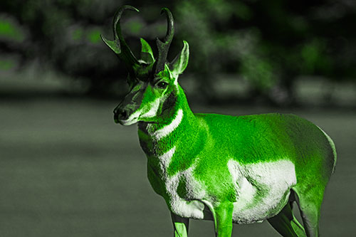 Male Pronghorn Keeping Watch Over Herd (Green Tone Photo)