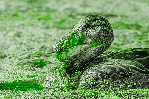 Mallard Duck Entangled In Algae (Green Tone)