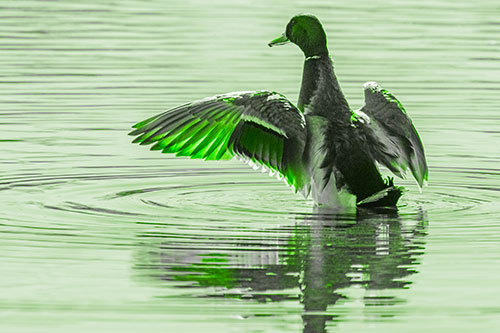 Mallard Duck Flaps Illuminated Wings Among Lake (Green Tone)