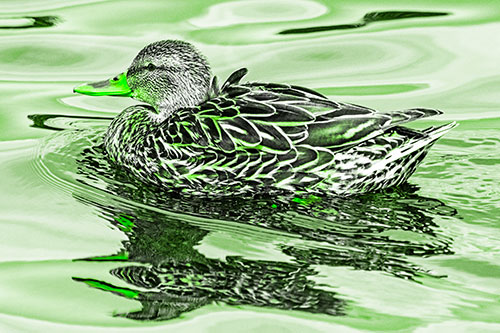 Mallard Duck Floats Among Swirling Water (Green Tone)