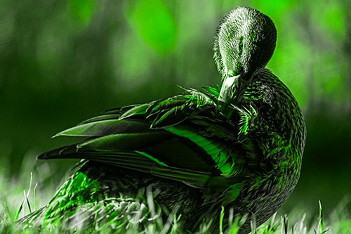 Mallard Duck Grooming Feathered Back (Green Tone Photo)