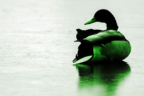 Mallard Duck Resting Atop Ice Frozen Lake (Green Tone Photo)