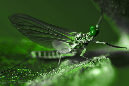 Mayfly Reaches Towards Plant Stem (Green Tone)