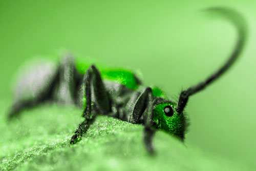 Milkweed Beetle Hiding Behind Leaf Petal (Green Tone)