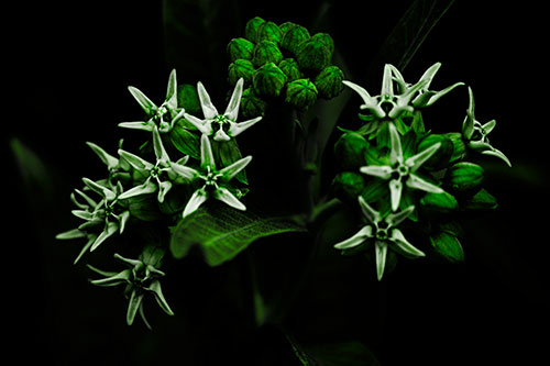 Milkweed Flower Buds Blossoming (Green Tone Photo)