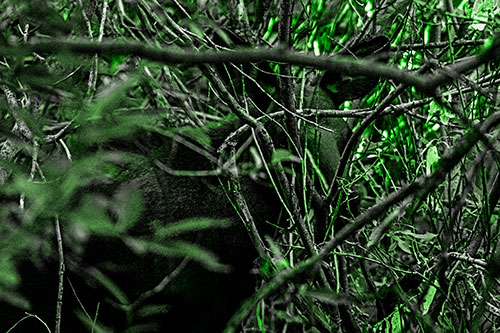 Moose Hidden Behind Tree Branches (Green Tone Photo)