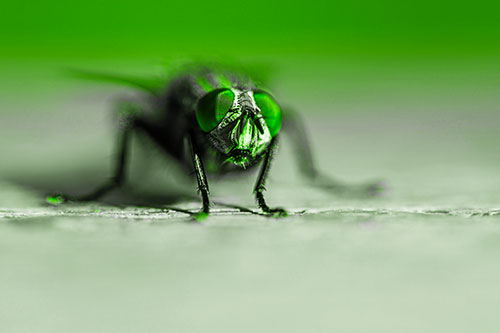 Morbid Open Mouthed Cluster Fly (Green Tone Photo)
