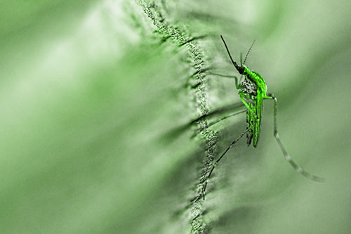Mosquito Stretches Leg Among Wood (Green Tone)