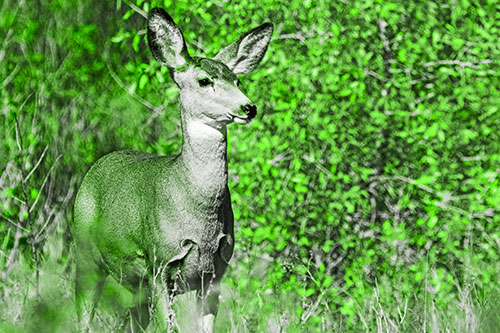 Mule Deer Gazes Across Landscape Horizon (Green Tone)