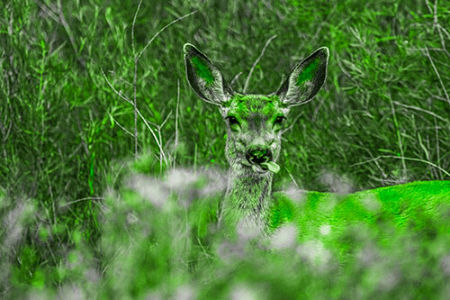 Mule Deer Sticking Tongue Out Sideways (Green Tone)