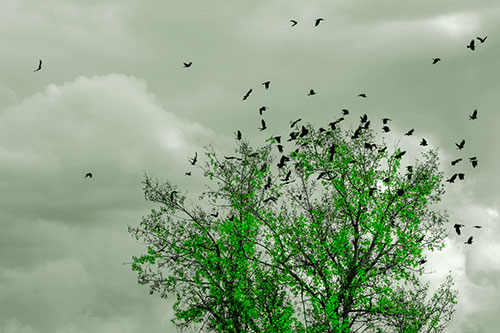 Murder Of Crows Swarm Autumn Tree (Green Tone)
