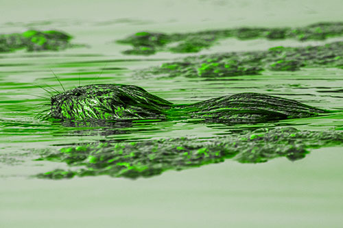 Muskrat Swimming Among Floating Algae (Green Tone)