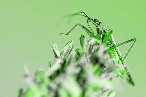 Nabis Lineatus Crawling Atop Plantago (Green Tone)