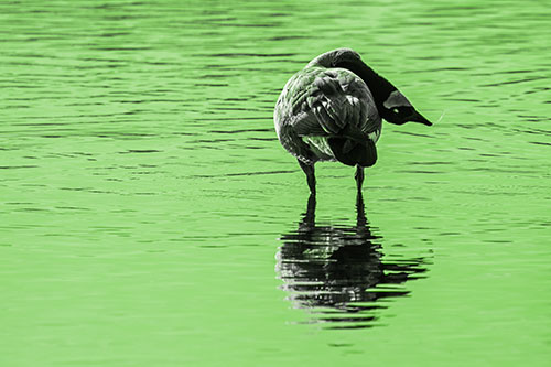 Neck Contorting Canadian Goose Grooming Among Shallow Water (Green Tone)