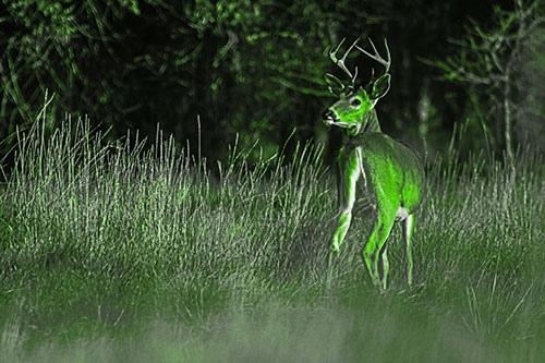 Neck Twisting White Tailed Deer Glancing Back Among Grass (Green Tone)