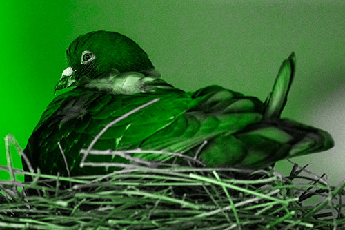 Nesting Pigeon Keeping Watch (Green Tone Photo)