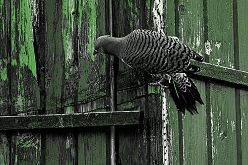 Northern Flicker Woodpecker Climbing Across Birdhouse (Green Tone Photo)