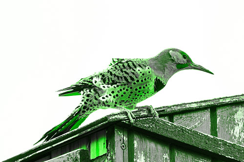 Northern Flicker Woodpecker Crouching Atop Birdhouse (Green Tone)