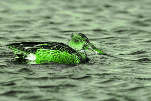 Northern Shoveler Duck Enjoying Lake Swim (Green Tone Photo)