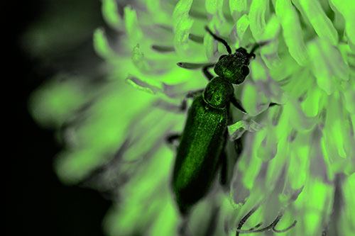 Oedemera Beetle Feasting Among Dandelion (Green Tone)