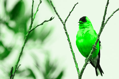 Open Mouthed American Goldfinch Standing On Tree Branch (Green Tone Photo)