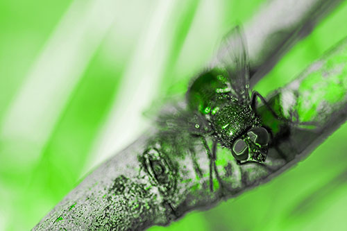 Open Mouthed Blow Fly Looking Above (Green Tone Photo)
