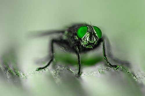 Open Mouthed Cluster Fly Shocked With Fear (Green Tone)