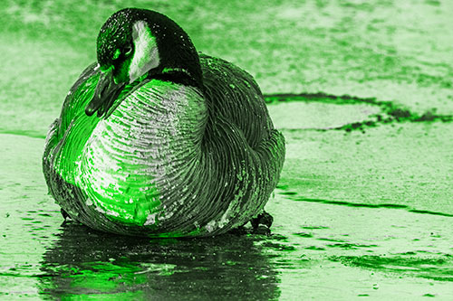 Open Mouthed Goose Laying Atop Ice Frozen River (Green Tone Photo)