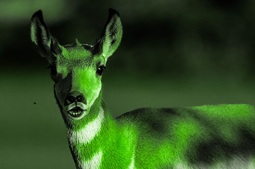 Open Mouthed Pronghorn Gazes In Shock (Green Tone Photo)