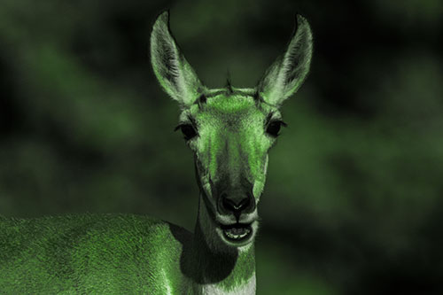 Open Mouthed Pronghorn Spots Intruder (Green Tone Photo)
