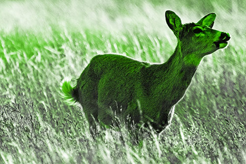 Open Mouthed White Tailed Deer Among Wheatgrass (Green Tone Photo)