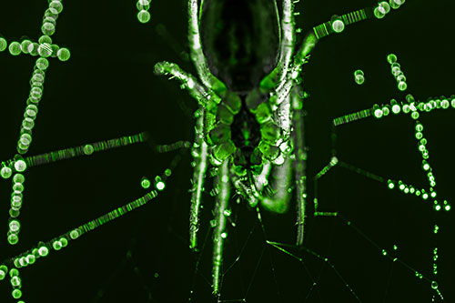 Orb Weaver Spider Dangling Downwards Among Web (Green Tone Photo)