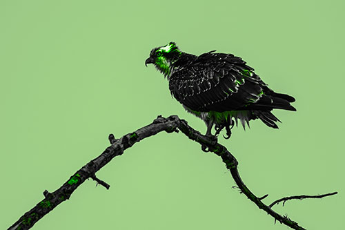 Osprey Hawk Balancing Among Bending Tree Branch (Green Tone)