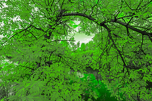 Overlooking River Through Bending Leaf Covered Autumn Tree Branch (Green Tone)