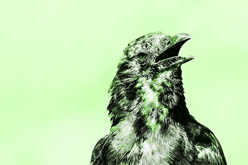 Panting Open Mouthed Crow Cooling Down Among Heat (Green Tone)