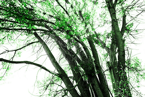 Partially Dead Fall Tree Trunks (Green Tone Photo)
