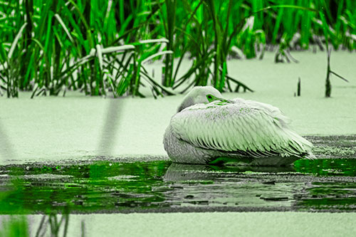 Pelican Resting Atop Ice Frozen Lake (Green Tone Photo)