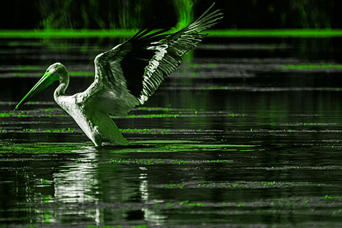 Pelican Takes Flight Off Lake Water (Green Tone Photo)
