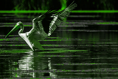 Pelican Takes Flight Off Lake Water (Green Tone)