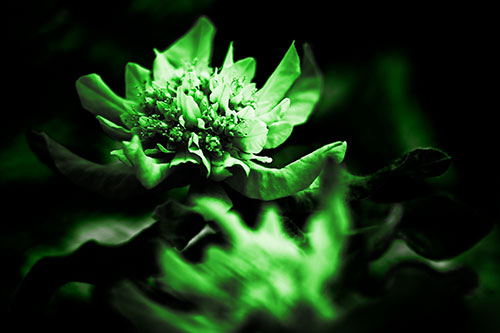 Peony Flower In Motion (Green Tone Photo)